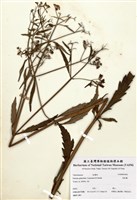 藏品(禿敗醬)的圖片